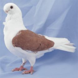 MEWKA NIEMIECKA TARCZOWA1